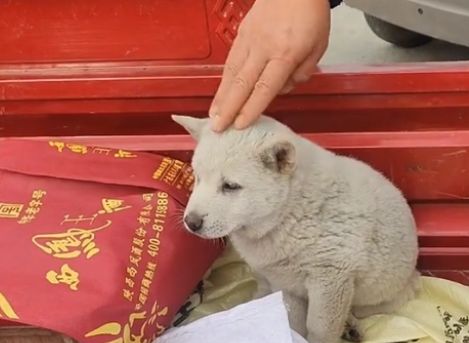 胆小还咬主人的小土狗，却有人花1000买它