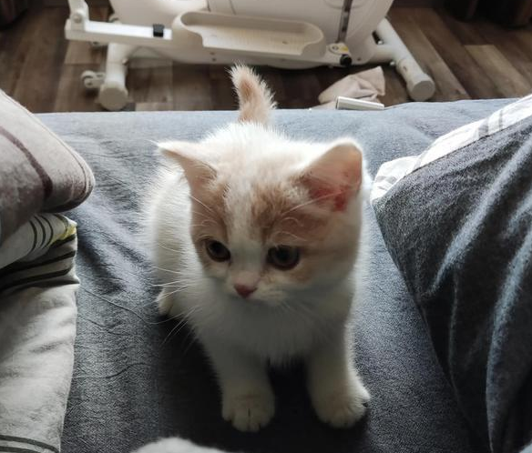 我把才两个月大的小奶猫一个人留在沙发上睡是不是太残忍了 我把才两个月大的小奶猫一个人留在沙发上睡是不是太残忍了