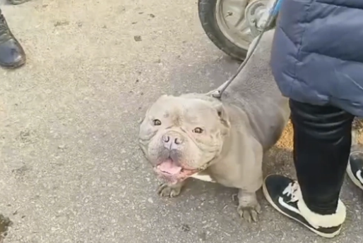 近两万买的恶霸犬,结果8000都难卖 近两万买的恶霸犬,结果8000都难卖