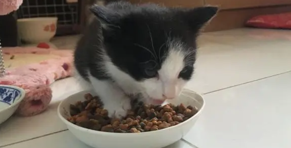 2个月猫吃多少粒猫粮？铲屎官一定要知道