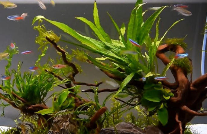 鱼缸怎么种植小对叶水草