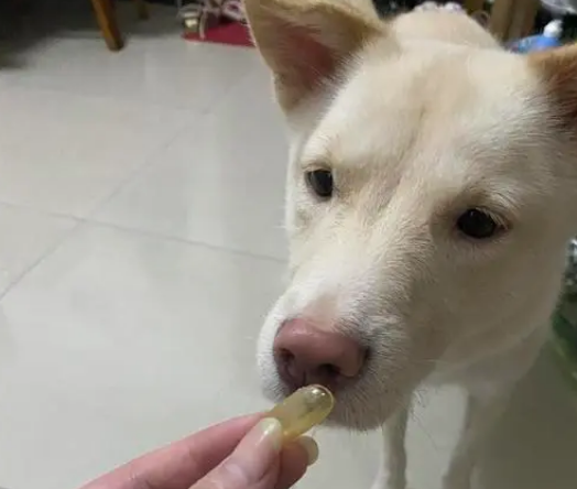 狗狗吃什么鱼油好