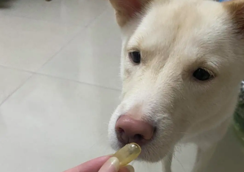 狗狗鱼油怎么吃