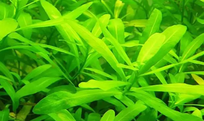 鱼缸里的水草怎么清洗