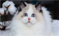 温顺的猫有哪些?我列举给你看