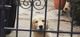 “内有恶犬,往来小心!” 铲屎官一看乐了 “内有恶犬,往来小心!” 铲屎官一看乐了