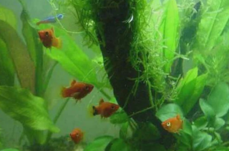 养鱼有水草好还是没水草好 养鱼有水草好还是没水草好