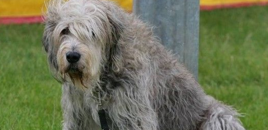 奥达猎犬拉肚子怎么办？主人要采取哪些措施？