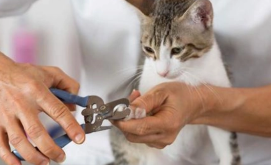 宠物猫的指甲可以剪么