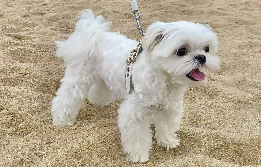 带狗狗去海边注意什么？一文帮你详解