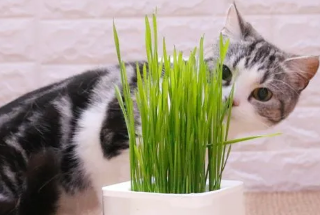 猫草为什么吸引猫