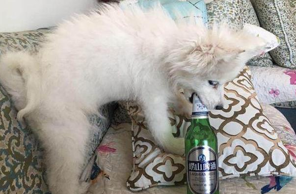 狗喝了酒会出现的几个状况,主人一定要重视! 狗喝了酒会出现的几个状况,主人一定要重视!