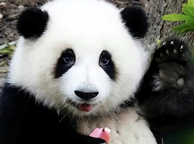 熊猫界女明星!花花登上纽约时代广场大屏:靠卖萌吸粉无数 熊猫界女明星!花花登上纽约时代广场大屏:靠卖萌吸粉无数