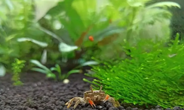 鱼缸里养水草有什么好处