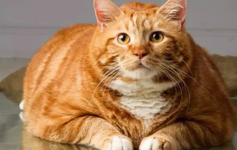 给你讲,橘猫真的容易胖吗? 给你讲,橘猫真的容易胖吗?