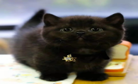 纯黑色矮脚猫大概什么价位