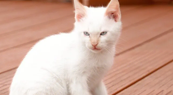 猫来家中的因果佛