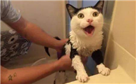 主人洗澡猫为什么会叫?可能是担心主人淹死