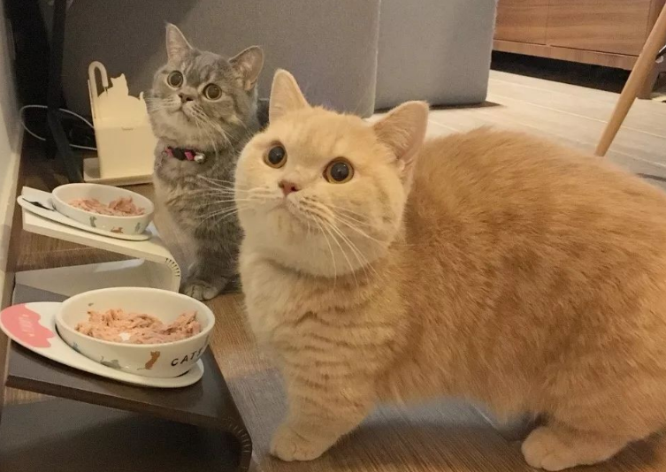 教你如何让猫咪的身材变好?一起来学习! 教你如何让猫咪的身材变好?一起来学习!