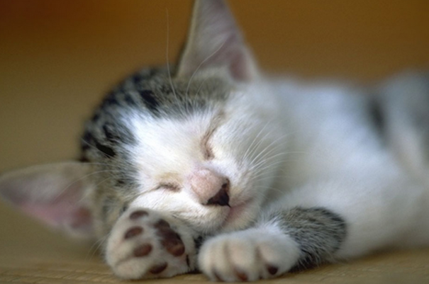 人对猫过敏是什么症状?这里可以了解~ 人对猫过敏是什么症状?这里可以了解~