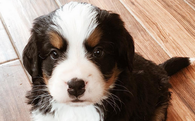 铲屎官看过来，伯恩山犬什么食物不能吃？