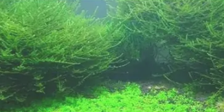 鱼缸增氧水草有哪些