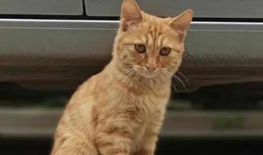 建议穷人养的10种猫