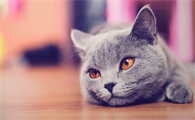 养宠科普：猫要打狂犬疫苗吗？