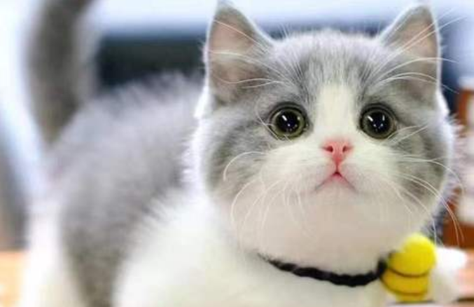 幼猫矮脚猫价格