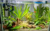 鱼缸里养水草的利弊