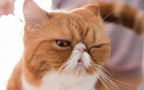 加菲猫为什么会有泪痕?怎么解决?看这一篇就够了 加菲猫为什么会有泪痕?怎么解决?看这一篇就够了