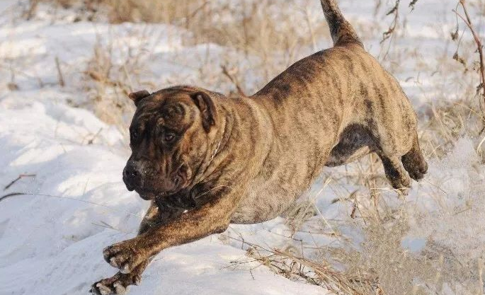 加纳利犬是哪国品种狗 加纳利犬是哪国品种狗