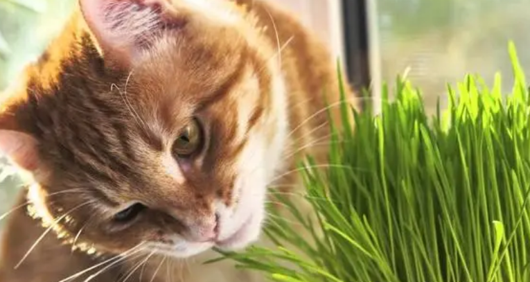 猫草怎么种土培 猫草怎么种土培