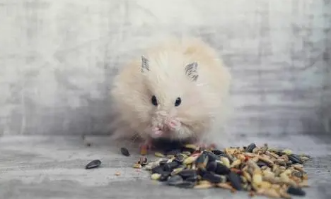 仓鼠为什么不吃仓鼠粮 仓鼠为什么不吃仓鼠粮