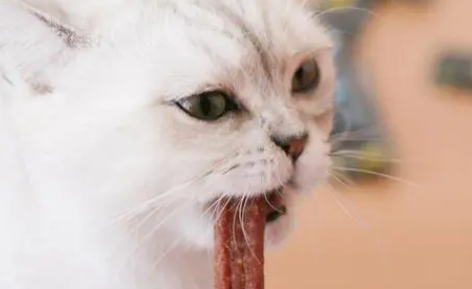 猫条还是猫罐头有营养