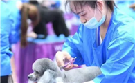 学宠物美容后悔了