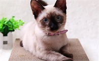 有猫爬架还需要猫抓板吗