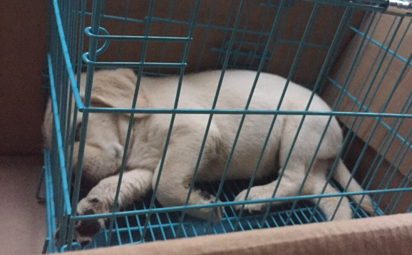为什么新买的狗要关笼子七天？原因是这个