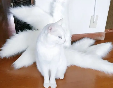 九尾狐跟猫之间的关系