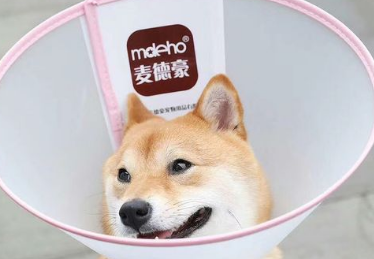 麦德豪,一个注重宠物舒适环境的品牌! 麦德豪,一个注重宠物舒适环境的品牌!