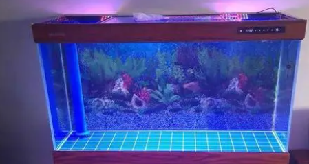 鱼缸的水怎么养