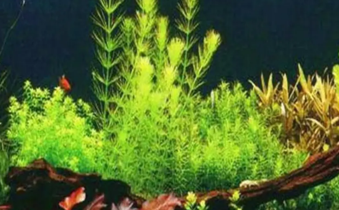 鱼缸水草怎么养金鱼藻