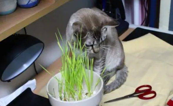 猫草一般是什么草