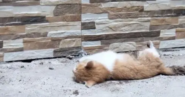 小猫腹部撕,虽熬过了手术,却还没能扛过来 小猫腹部撕,虽熬过了手术,却还没能扛过来