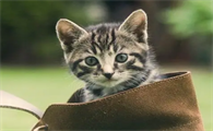 猫能吃甘蔗吗?这篇文章有答案!