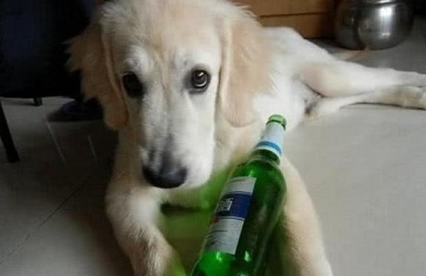 狗喝了酒会出现的几个状况,主人一定要重视! 狗喝了酒会出现的几个状况,主人一定要重视!