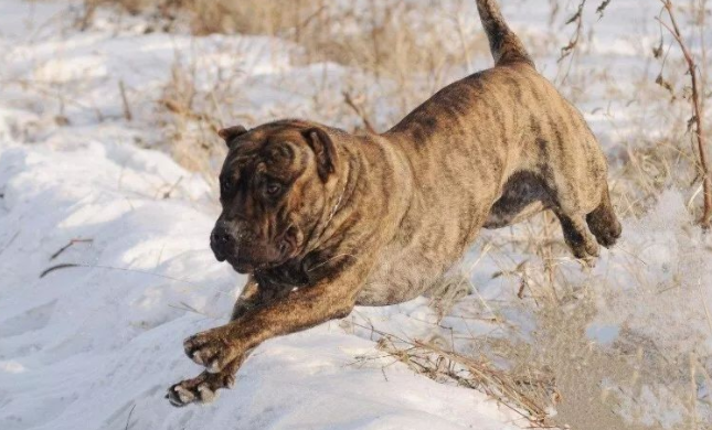 加纳利犬和马犬区别