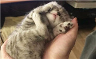 猫为什么用后脚瘙痒？这篇文章告诉你