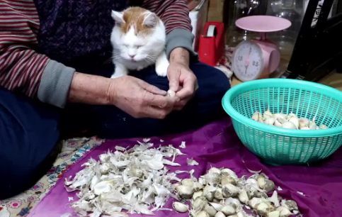 猫能吃大蒜吗？具体看这里！