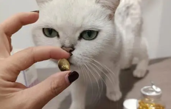 鱼油对猫咪有什么作用